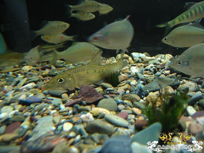 请教（什么鱼？）