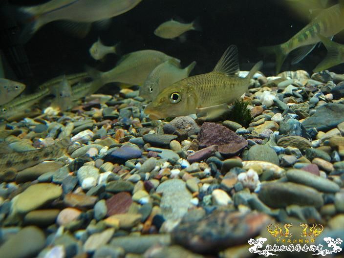 请教（什么鱼？）