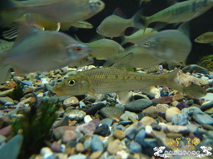 请教（什么鱼？）