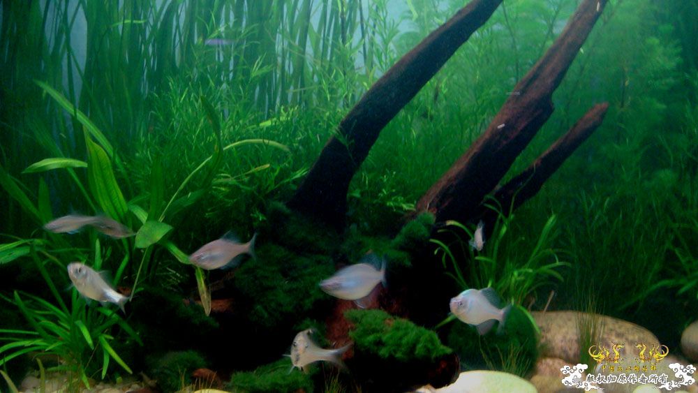 80cm原生渔缸翻缸一个月的纪念照 [17P]