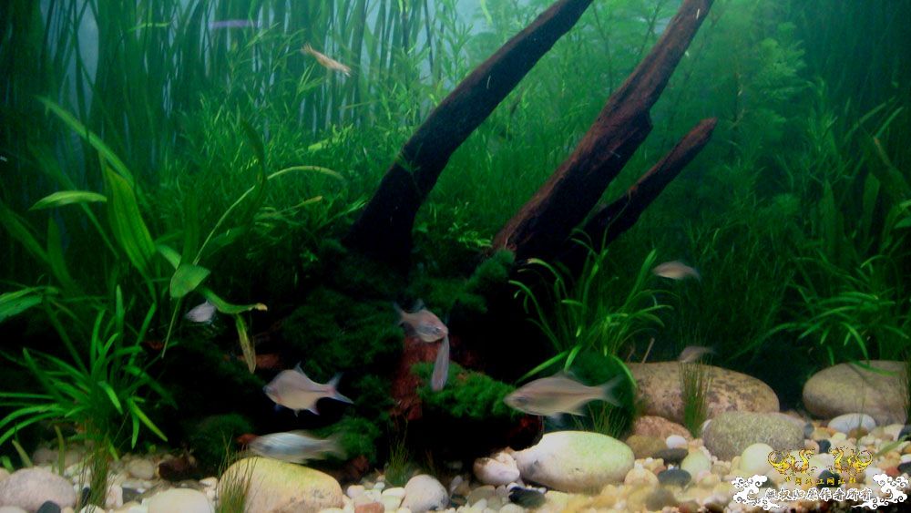 80cm原生渔缸翻缸一个月的纪念照 [17P]