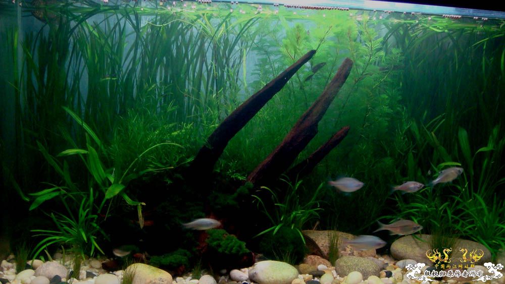 80cm原生渔缸翻缸一个月的纪念照 [17P]