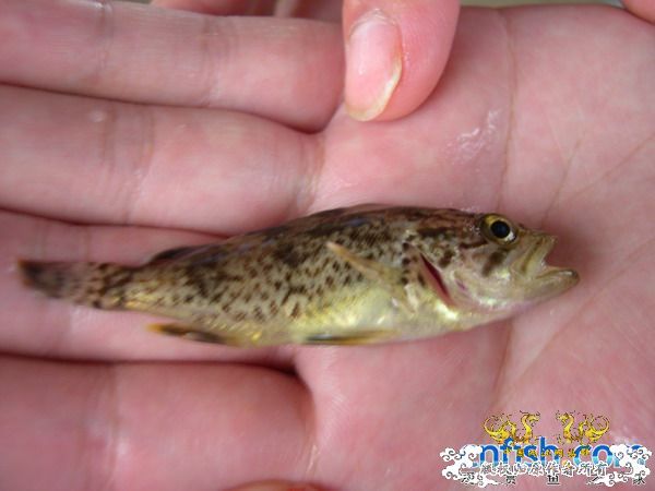 海鱼苗，ID Please~