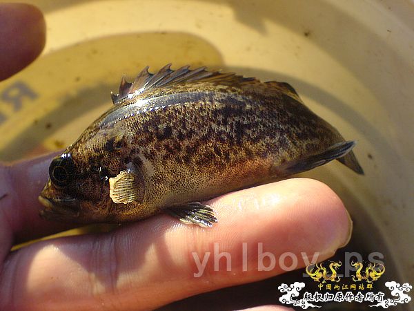 海鱼苗，ID Please~