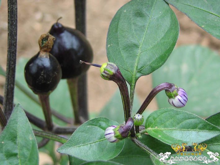 09.8.5——8.6 承德一日游见闻