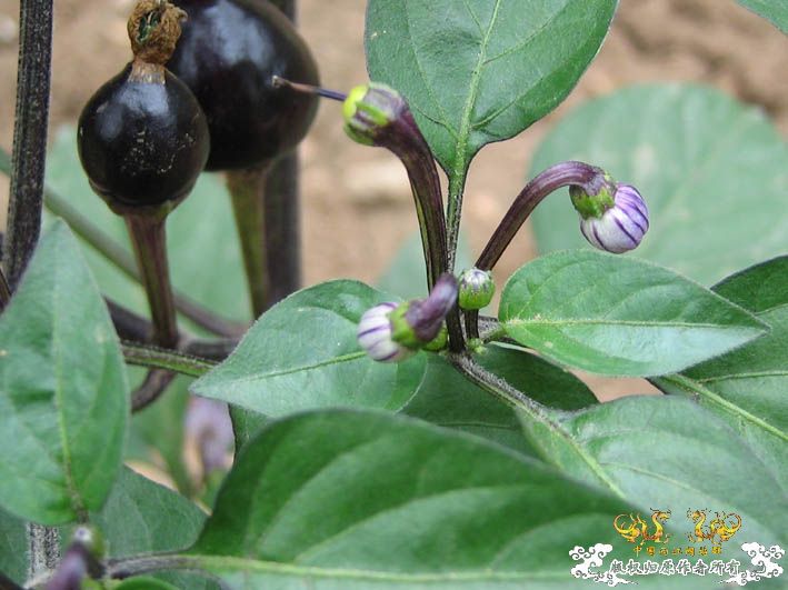 09.8.5——8.6 承德一日游见闻