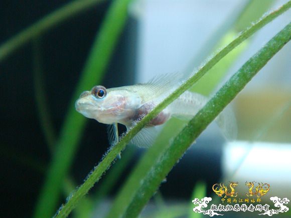 虾虎杂片