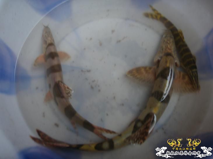 [求助]这是啥鱼