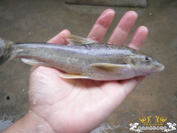 [求助]这是啥鱼