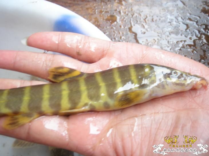 [求助]这是啥鱼