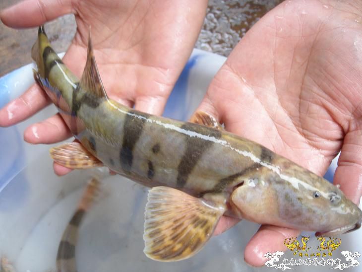 [求助]这是啥鱼