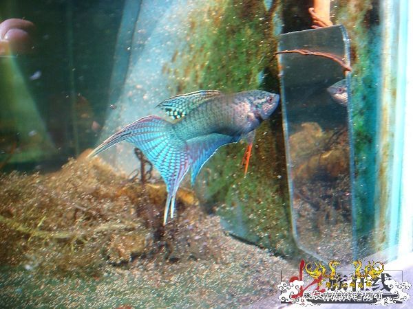 [转帖]壮家德保黑叉“青龙驹”