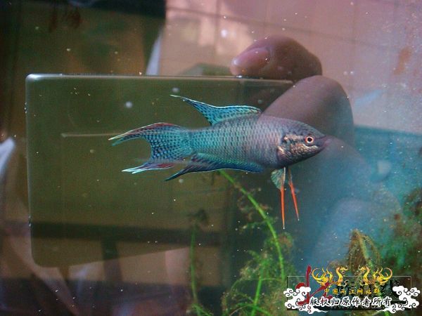 [转帖]壮家德保黑叉“青龙驹”