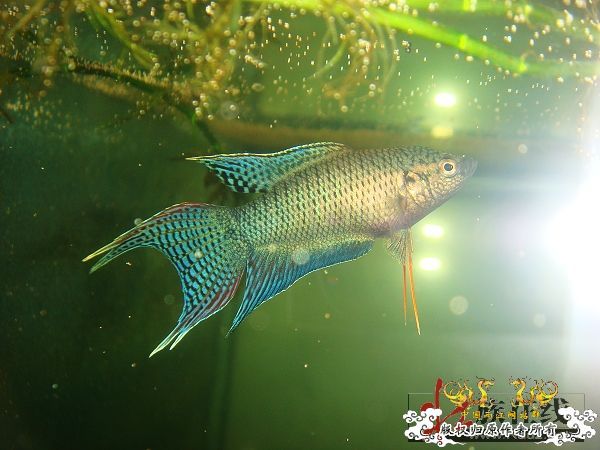 [转帖]壮家德保黑叉“青龙驹”