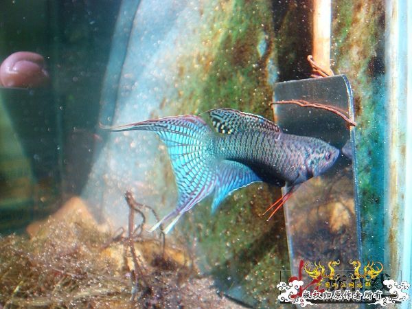 [转帖]壮家德保黑叉“青龙驹”