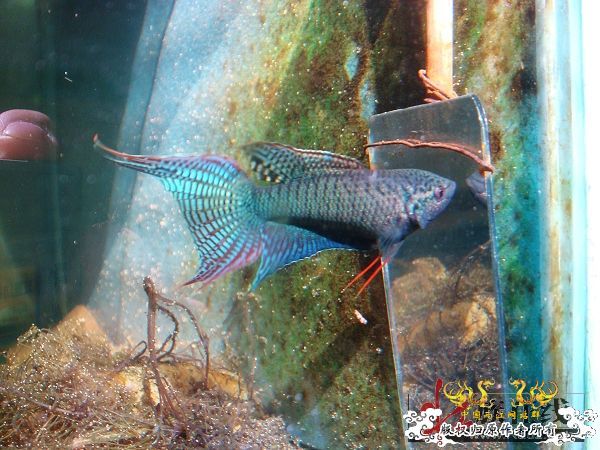 [转帖]壮家德保黑叉“青龙驹”