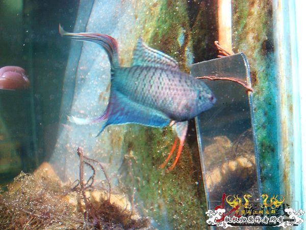 [转帖]壮家德保黑叉“青龙驹”