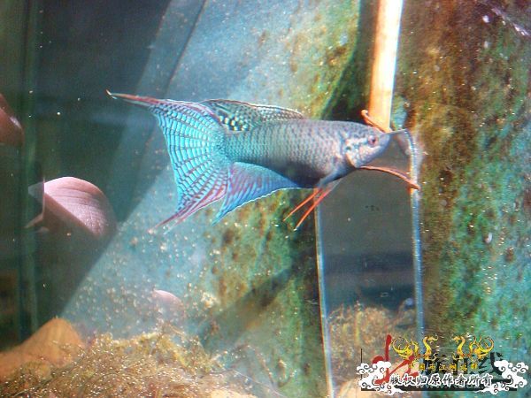 [转帖]壮家德保黑叉“青龙驹”