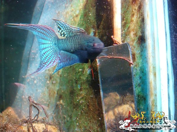 [转帖]壮家德保黑叉“青龙驹”