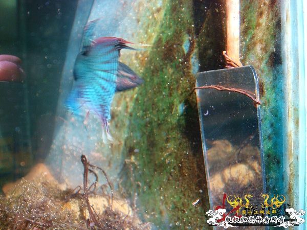 [转帖]壮家德保黑叉“青龙驹”