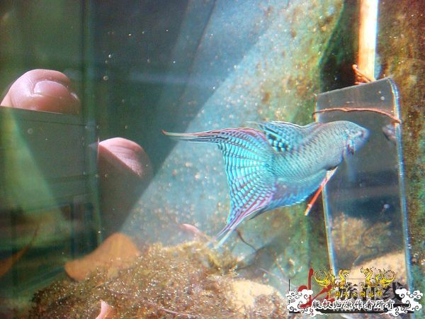 [转帖]壮家德保黑叉“青龙驹”