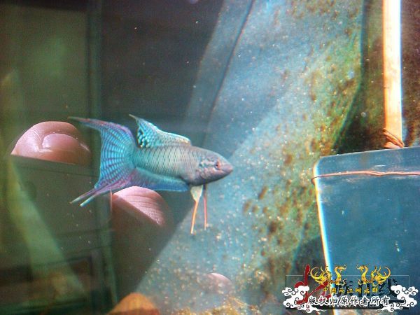 [转帖]壮家德保黑叉“青龙驹”