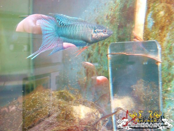 [转帖]壮家德保黑叉“青龙驹”