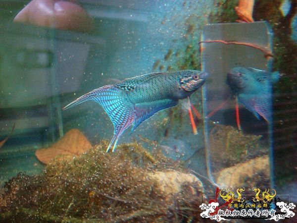 [转帖]壮家德保黑叉“青龙驹”