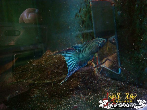 [转帖]壮家德保黑叉“青龙驹”