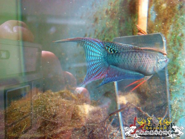 [转帖]壮家德保黑叉“青龙驹”