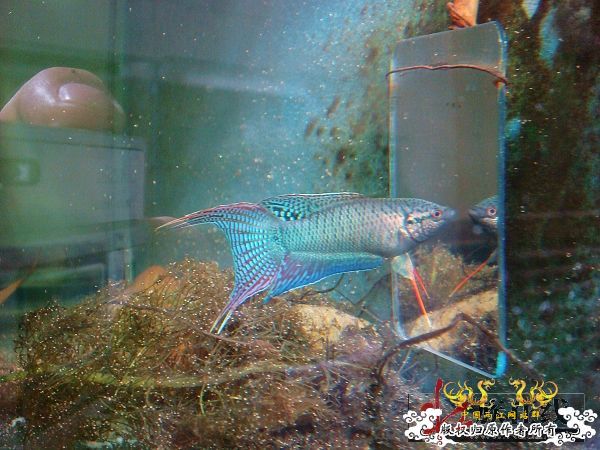 [转帖]壮家德保黑叉“青龙驹”