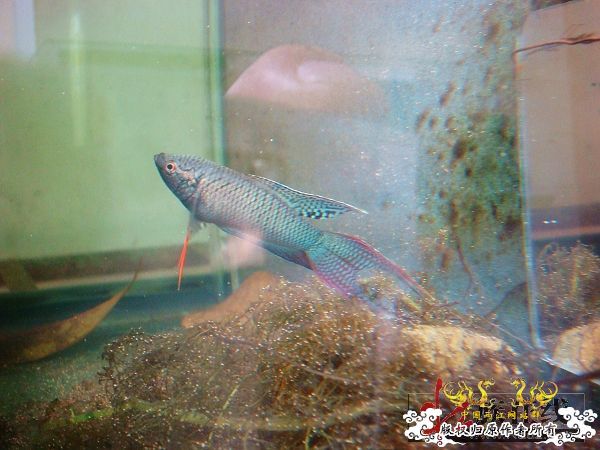 [转帖]壮家德保黑叉“青龙驹”