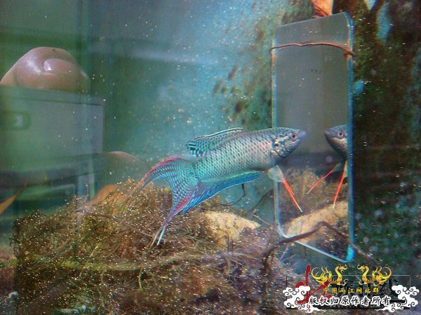 [转帖]壮家德保黑叉“青龙驹”