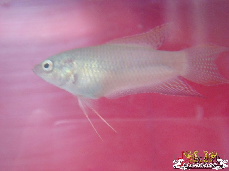 [转帖]壮家德保黑叉“青龙驹”