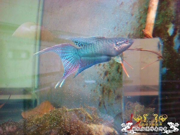 [转帖]壮家德保黑叉“青龙驹”