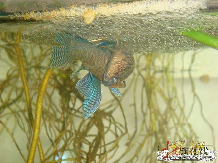 [转帖]壮家德保黑叉“青龙驹”