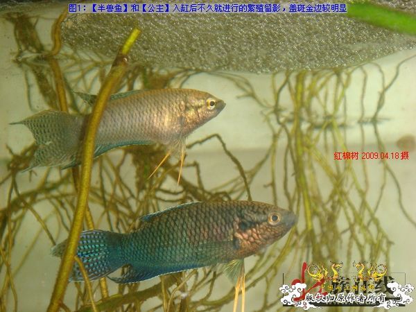 [转帖]壮家德保黑叉“青龙驹”