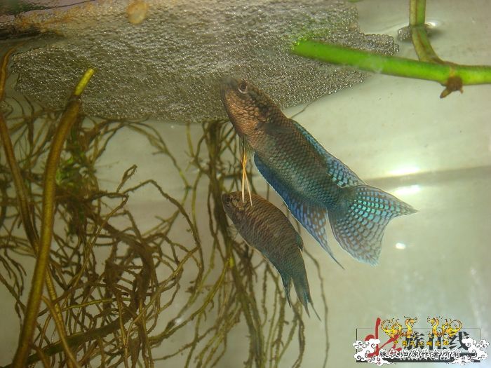 [转帖]壮家德保黑叉“青龙驹”