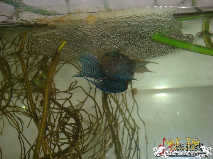 [转帖]壮家德保黑叉“青龙驹”