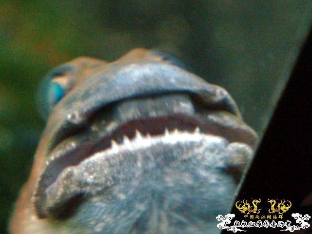 [原创]稚气的脸，邪恶的牙