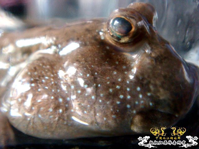 [原创]稚气的脸，邪恶的牙