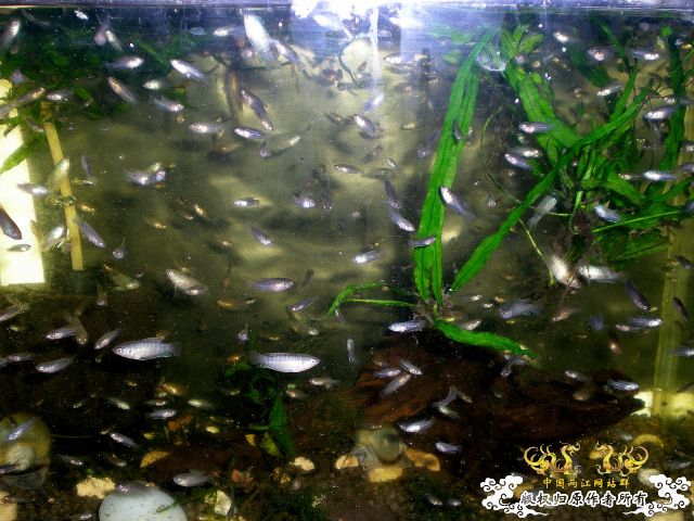 我家的军队