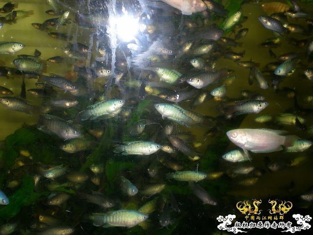 我家的军队