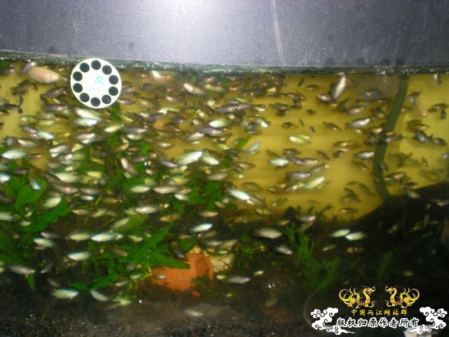 我家的军队