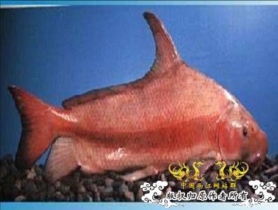 胭脂鱼简介