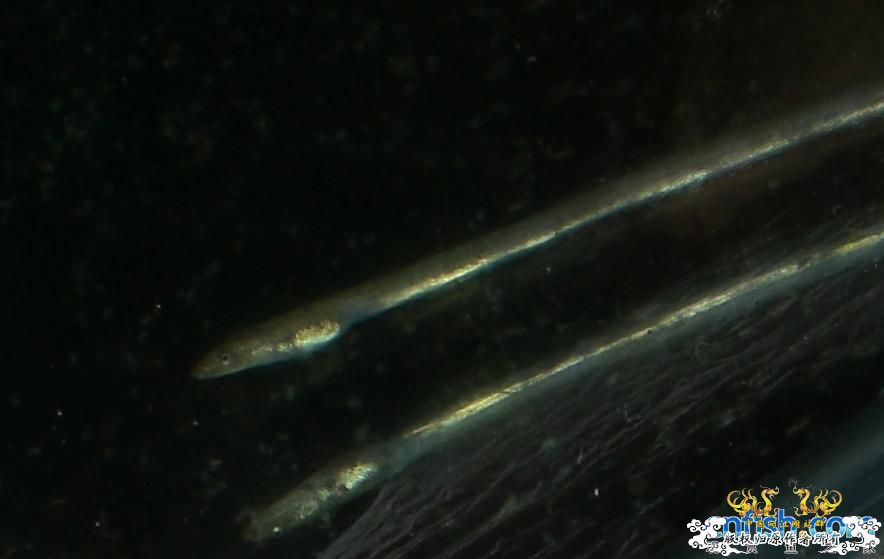 淡水鳗鱼求解！！