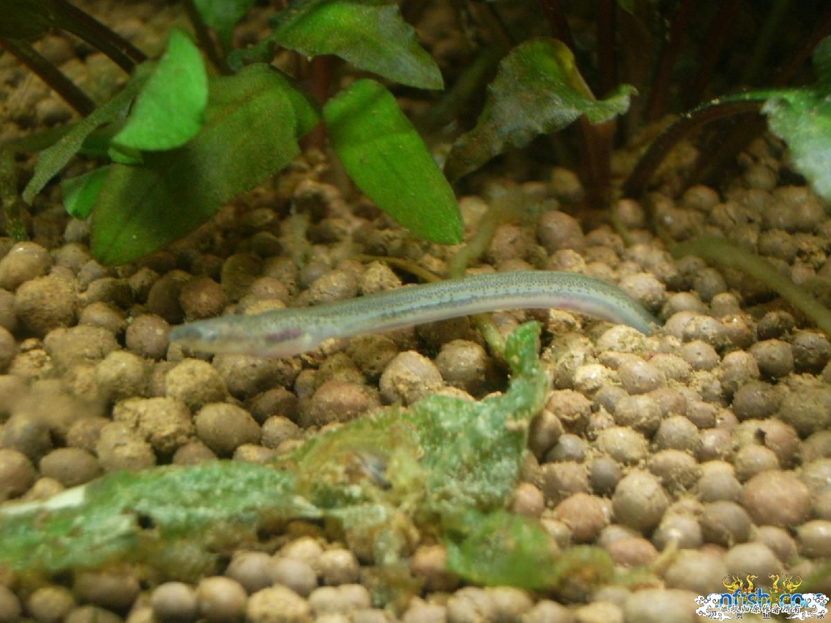 淡水鳗鱼求解！！