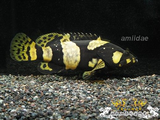 这东西真能淡化？