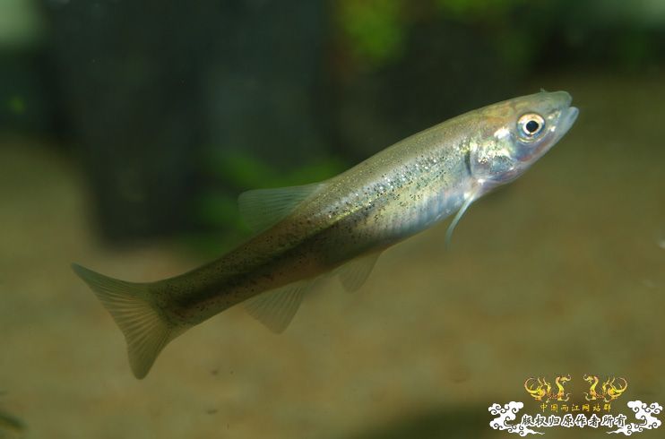 各位大大，帮我认下鱼！