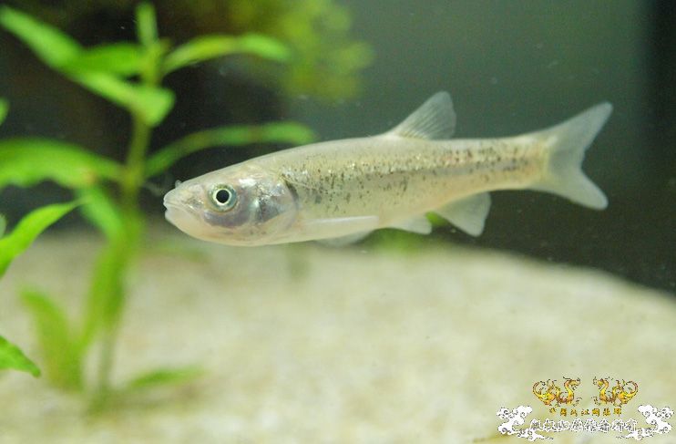 各位大大，帮我认下鱼！